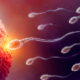 Illustrazione medico-scientifica di spermatozoi che si avvicinano a un ovulo durante la fecondazione