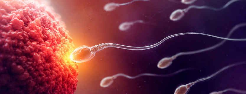 Illustrazione medico-scientifica di spermatozoi che si avvicinano a un ovulo durante la fecondazione